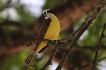 yellow billed hornbill