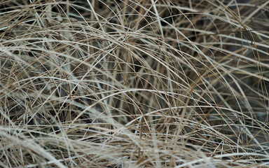 close up of a grass