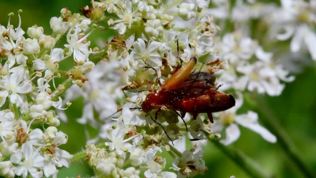Pair of Soldier Beetle in copulation, their Latin name is Cantharis livida