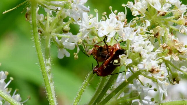 Pair of Soldier Beetle in copulation, their Latin name is Cantharis livida