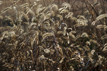 reeds in the wind