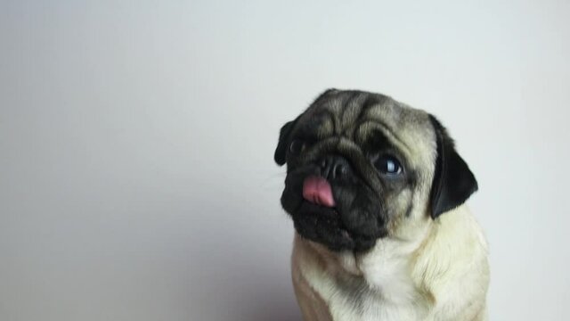 Cute young pug dog portrait. Pug looks at the camera and sticks his tongue out of his mouth and licks his nose, tilts his head, close-up