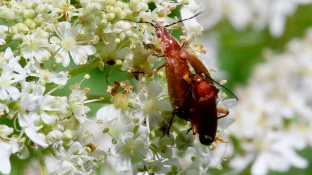 Pair of Soldier Beetle in copulation, their Latin name is Cantharis livida