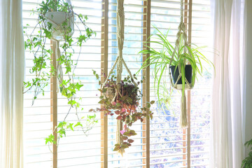 吊るし植物のハンギングプランターのグリーンがある室内
