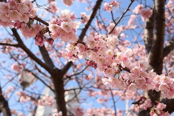 青空と河津桜の枝