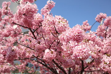 晴れた青空の下の河津桜