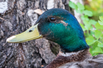 Portrait of a male of duck