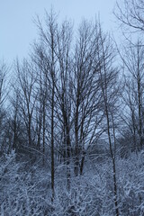 snow covered trees