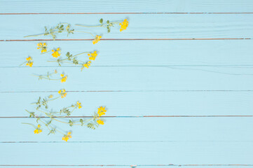 yellow wild flowers on blue wooden background