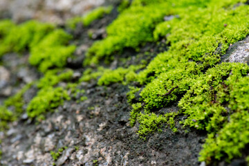 Obraz premium close up of green moss in nature background.