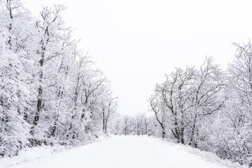 Snowy road in winter forest