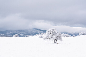 Fototapeta na wymiar Lonely frozen bare tree in a field covered with hoarfrost, winter scene