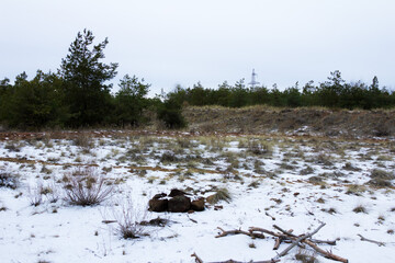 Dark winter landscape. The trunks of the trees in a dark forest. Winter season concept. Copy space.