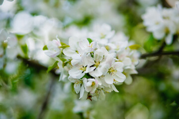 Obraz na płótnie Canvas Blooming apple tree in spring time.