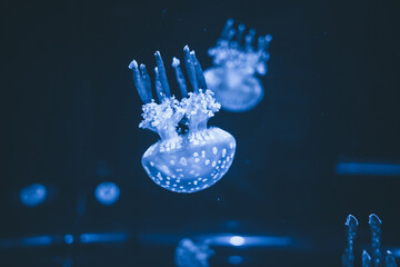 blue background jellyfish sea aquarium beautiful  © Alberto GV PHOTOGRAP