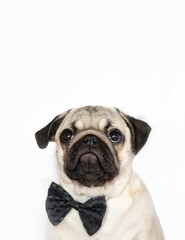 vertical portrait of a young pug dog looking up on a white background