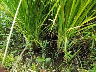 grass in the water