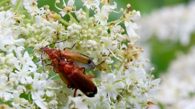 Pair of Soldier Beetle in copulation, their Latin name is Cantharis livida