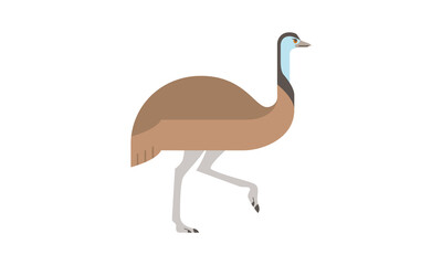 Australian native animal Emu (Dromaius Novaehollandiae), brown large flightless bird walking in side angle view, flat style vector illustration isolated on white background