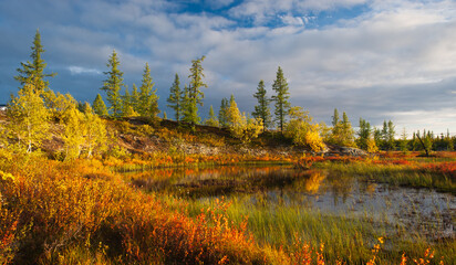 autumn in the forest