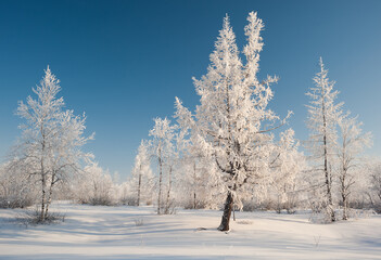 snow covered trees