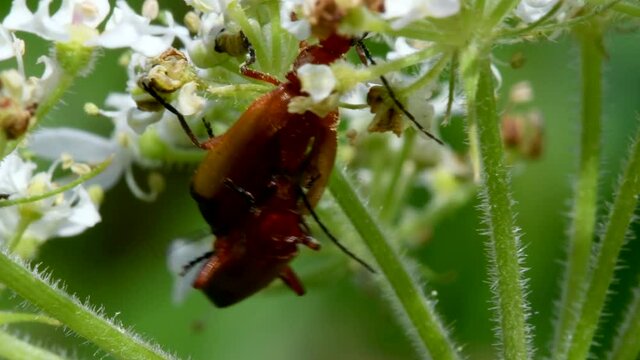 Pair of Soldier Beetle in copulation, their Latin name is Cantharis livida