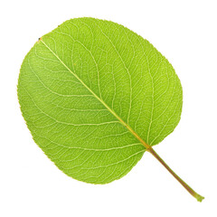 pear of Leaf
