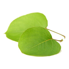 Obraz premium pear of Leaf