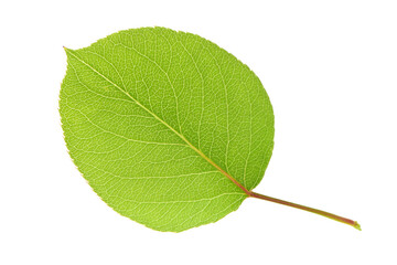 Leaf of Pear