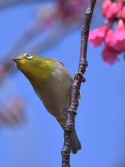 a cute green bird and dark pink flowers in the blue sky