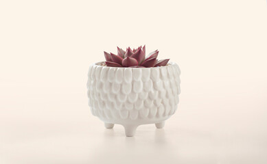 succulent cactus pots