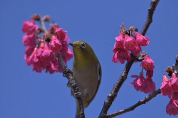 a cute green bird and dark pink flowers in the blue sky