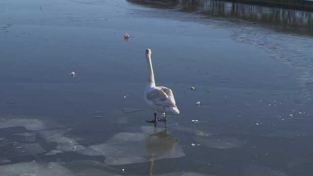 A sigle swan moving on the ice.
