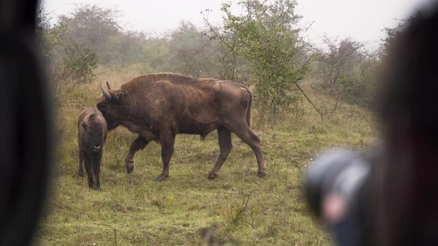 European bison bonasus with a calf being photographed from a car.
