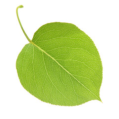 Leaf of Pear