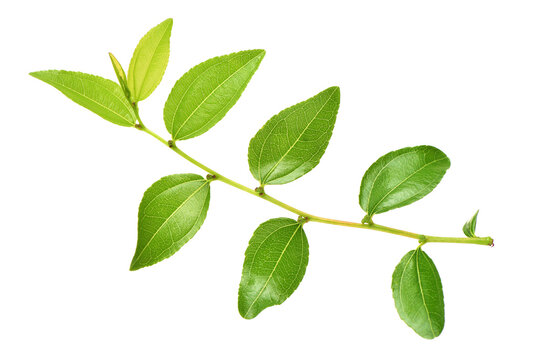 Jujube leaf on white background 