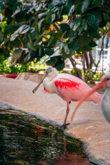 pink flamingo in the zoo water miami florida usa exotic beautiful 
