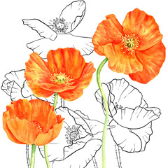 watercolor drawing red poppy flower