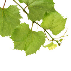 Fresh Green Grape Leaf on isolated white Background