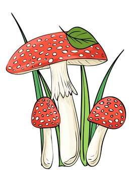 Mushrooms. Colored, clip art, line art. Vector isolated illustration.