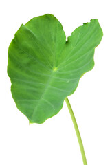 Elephant Ears Taro (colocasia esculenta) leaves isolated on white background