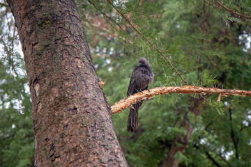 Beautiful black Grey go-away-bird in branch tree ruffled feathers nature