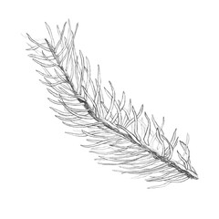 Illustration, pencil. Spruce branch. Freehand drawing of a spruce branch on a white background.