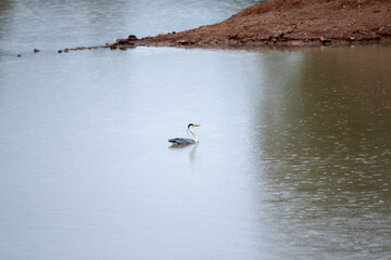 Beautiful white black Bird Duck Swan floating swimming in Dam Lake reflection