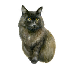 Watercolor illustration, image of a cat. Black fluffy cat.