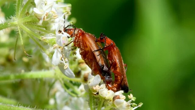 Pair of Soldier Beetle in copulation, their Latin name is Cantharis livida
