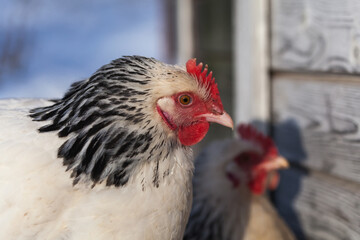 Free-range Sussex chickens in winter.