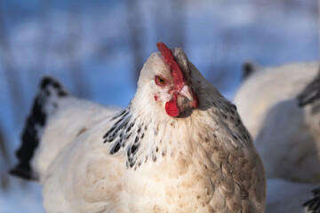 Free-range Sussex chickens in winter.