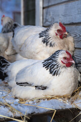 Free-range Sussex chickens in winter.