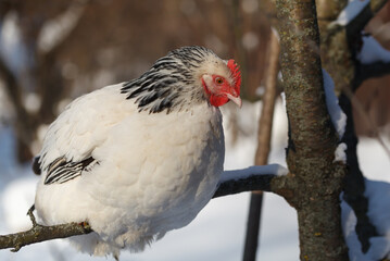 Free-range Sussex chickens in winter.